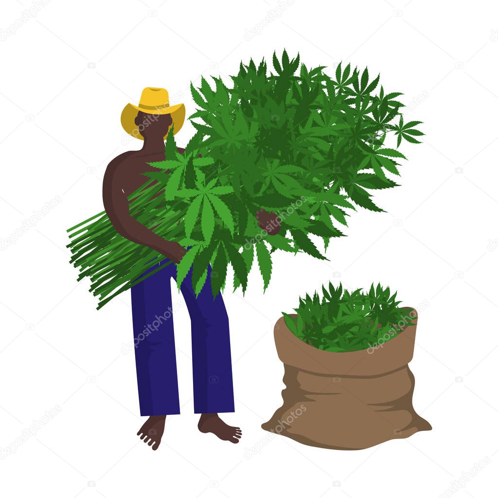 Black farm worker in hat is harvesting a technical hemp manually