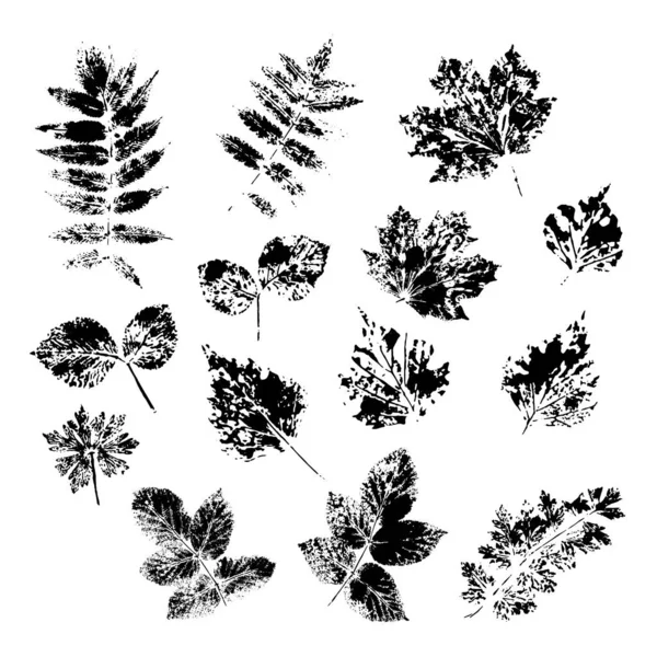 Set di timbri a inchiostro di diverse foglie su sfondo bianco. Elementi vettoriali isolati basati sul fogliame naturale — Vettoriale Stock