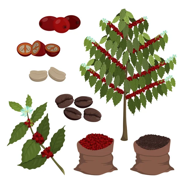 Drzewo kawy, jagody kawy i fasola. Zestaw pojedynczych obiektów kreskówki na białym tle — Wektor stockowy