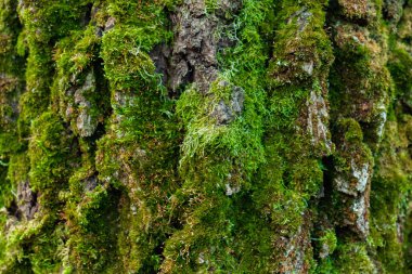 Orman moss