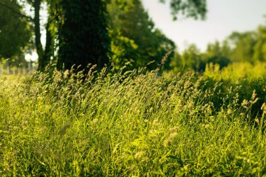 Bir yaz sabahı çimen.