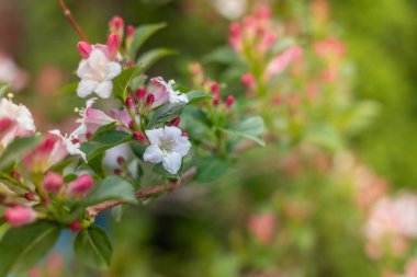Weigela