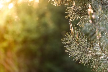 Pine flower. 