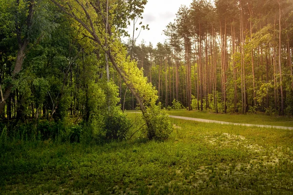 Forêt sur un été — Photo