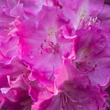 Pembe Rhododendron bir ev bahçesinde