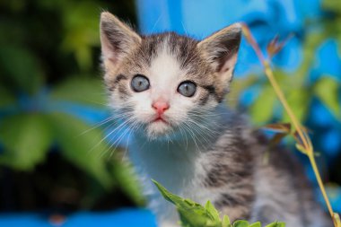 Mavi bankta genç kedi yavrusu.
