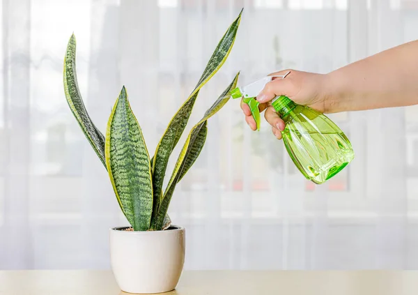 Evde çiçek püskürtme.