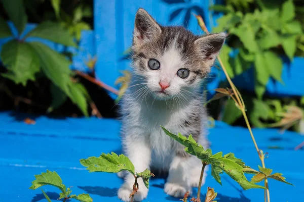 Gatito joven en un banco azul . — Foto de Stock