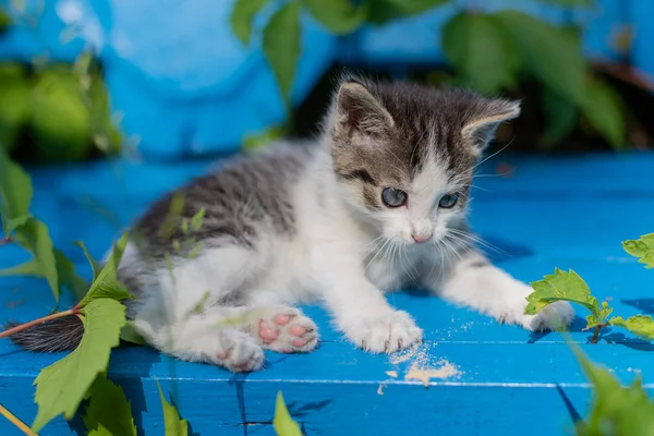 Gatito joven en un banco azul . — Foto de Stock