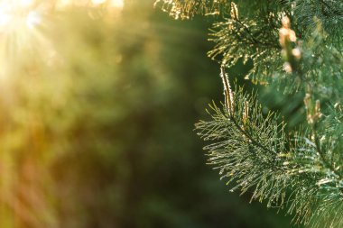Pine flower. 