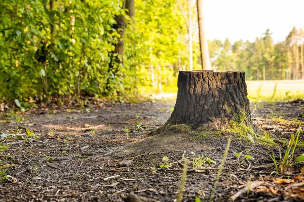 Tocón del árbol después de cortar . —  Fotos de Stock