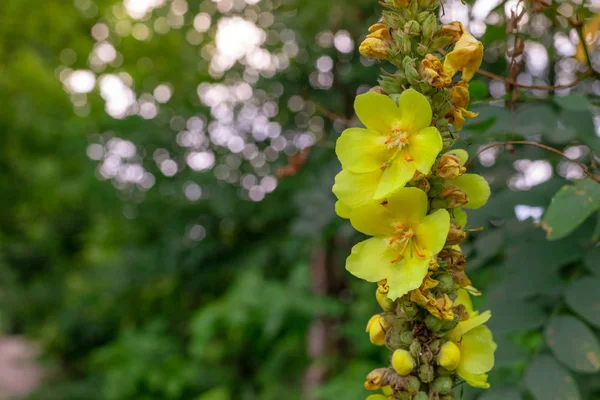 Gele bloemen in het bos — Stockfoto