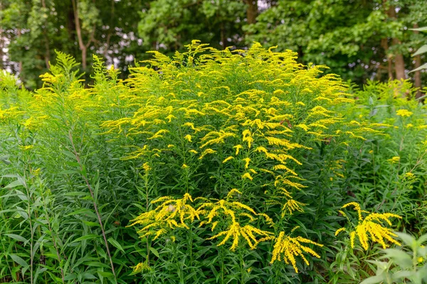 Asta d'oro canadese alle erbe medicinali . — Foto Stock