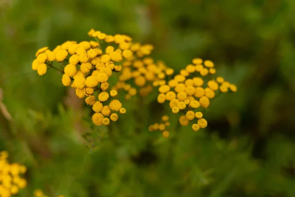 Fiori gialli nella foresta — Foto Stock