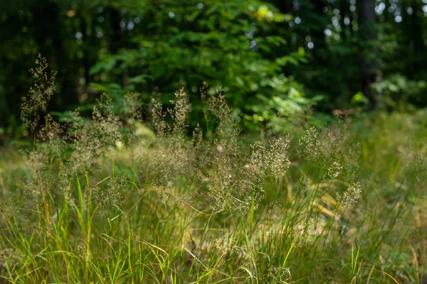 Bir orman çayırında çiçek açan çimenler — Stok fotoğraf