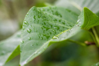 Su yaprakların üzerine düşer.. 