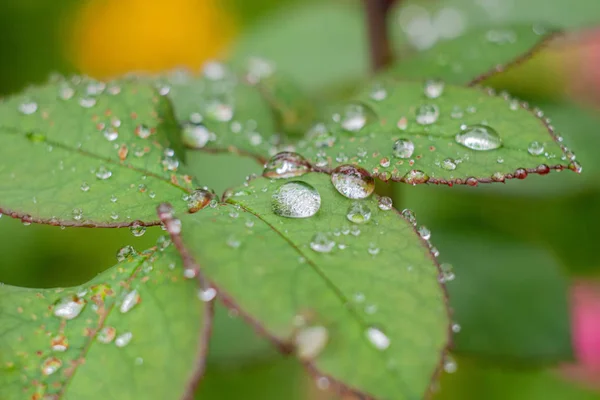 Waterdruppels op bladeren. — Stockfoto