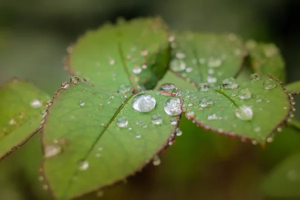 Waterdruppels op bladeren. — Stockfoto