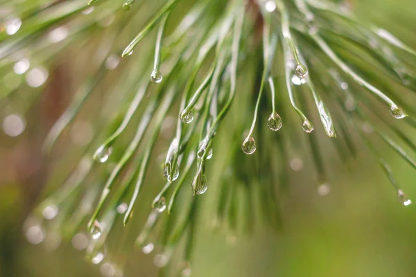 Fondo con una gota de lluvia en una aguja de pino . —  Fotos de Stock