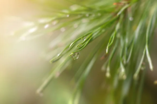 Fondo con una gota de lluvia en una aguja de pino . —  Fotos de Stock