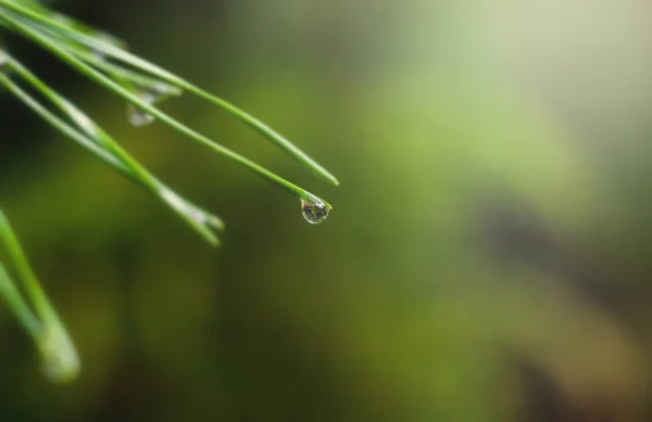 Fondo con una gota de lluvia en una aguja de pino . —  Fotos de Stock