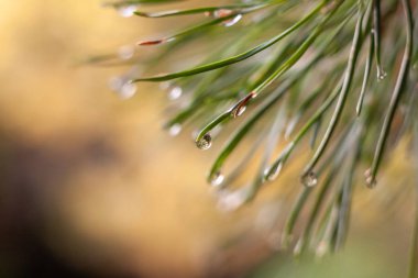 Bir çam iğnesi üzerinde bir yağmur damlası ile Arka plan.