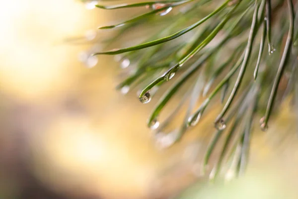 Fondo con una gota de lluvia en una aguja de pino . —  Fotos de Stock