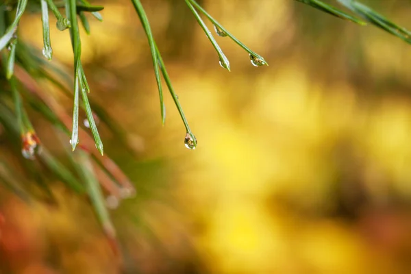 Hintergrund mit einem Regentropfen auf einer Tannennadel. — Stockfoto