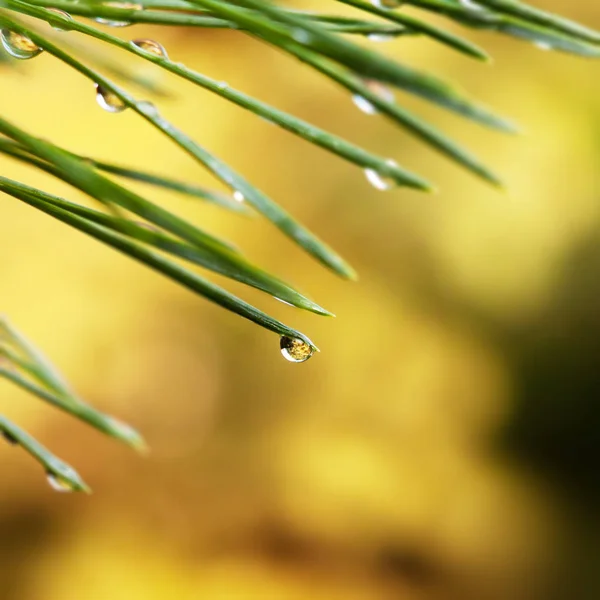 Fondo con una gota de lluvia en una aguja de pino . —  Fotos de Stock