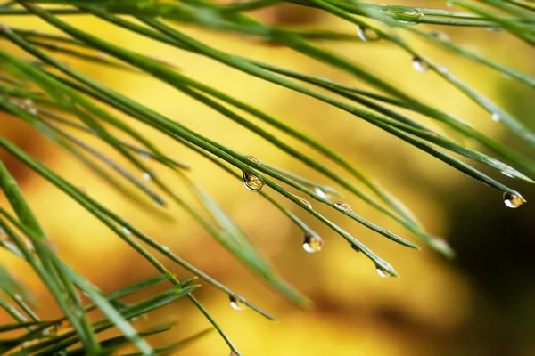 Fondo con una gota de lluvia en una aguja de pino . —  Fotos de Stock