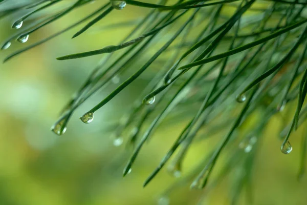 Fondo con una gota de lluvia en una aguja de pino . —  Fotos de Stock