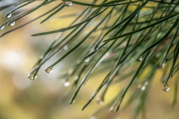 Bakgrund med en regndroppe på en tallnål. — Stockfoto