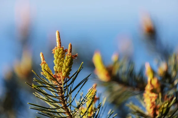 Pine flower. — Stockfoto