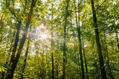 Yaprak döken orman sabah.