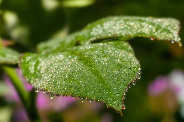 Ranní kapky rosy na listí. — Stock fotografie