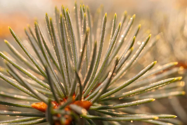 Ochtend dauw druppels op de bladeren. — Stockfoto