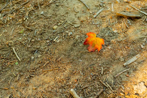 Feuille d'érable colorée sur sol sablonneux dans la forêt . — Photo