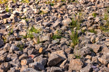 Çim tufts ile Taşlar.