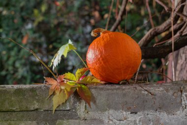 Bahçede turuncu balkabağı.