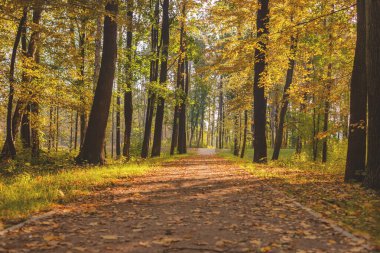 Ekim 'de sarı ağaç yaprakları.