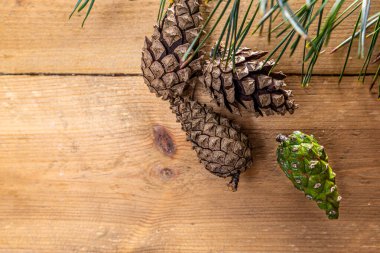 Filizli Noel arkaplanı. 