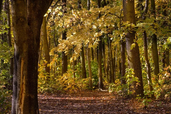 Orman, park ve sarı yapraklı ağaçlar. 