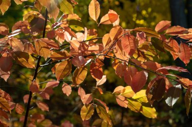 yaprak döken orman sonbahar renkleri. 