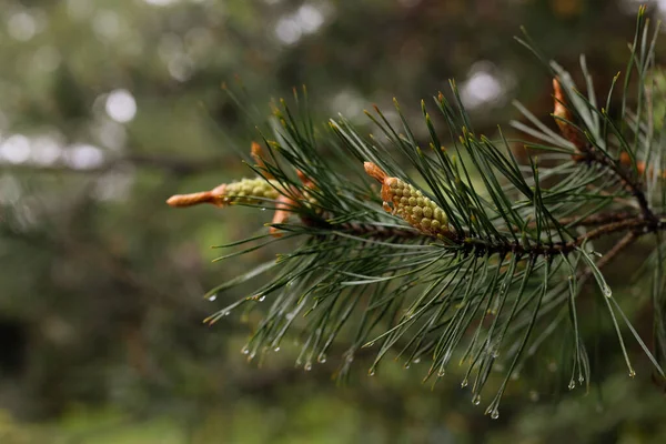 Dennentak Met Jonge Scheuten Naaldhout Tuin Dennen Het Poolse Bos — Stockfoto