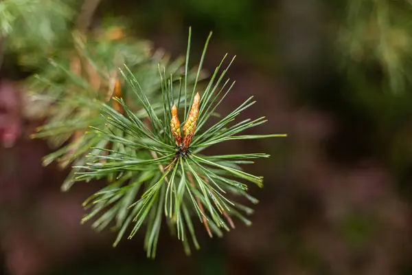 Dennentak Met Jonge Scheuten Naaldhout Tuin Dennen Het Poolse Bos — Stockfoto