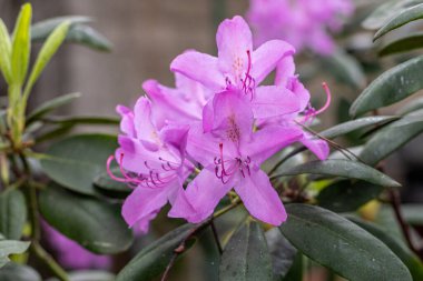 Mayıs bahçesinde çiçek açan rhododendron. Polonya baharı. Parkta rahatla..