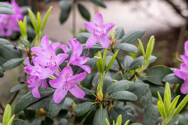 Rododendro Fiore Nel Giardino Maggio Primavera Polacca Relax Nel Parco — Foto Stock