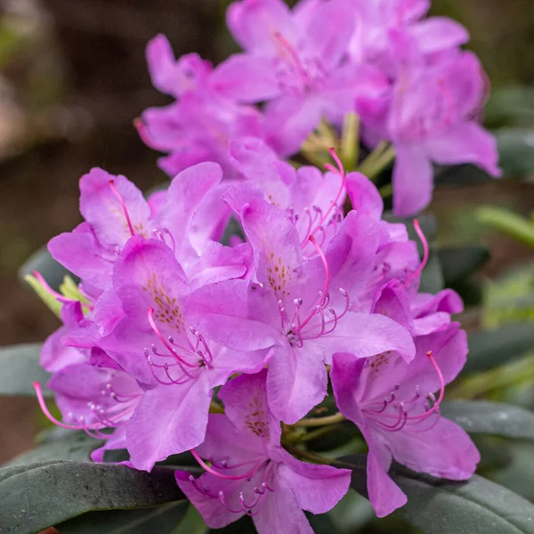 Mayıs bahçesinde çiçek açan rhododendron. Polonya baharı. Parkta rahatla..