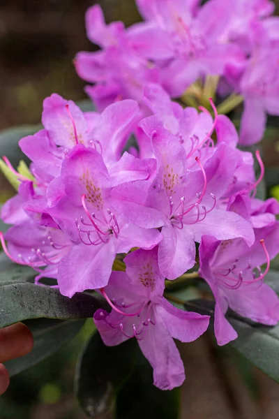 Blooming rhododendron in the May garden. Polish spring. Relax in the park.