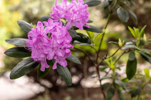 Blooming rhododendron in the May garden. Polish spring. Relax in the park.